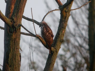 DSCN9082c Red-shouldered Hawk LaSalle FWA IN 8-25-2017