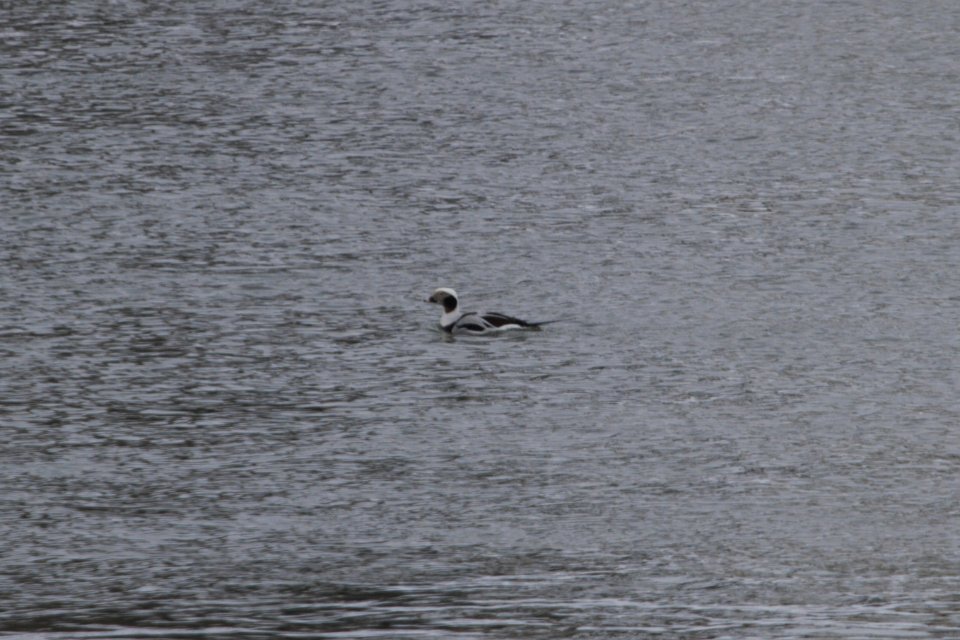 IMG 7661c Long-tailed Duck Dam Kankakee IL 2-10-2018