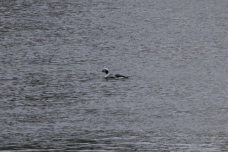 IMG 7661c Long-tailed Duck Dam Kankakee IL 2-10-2018