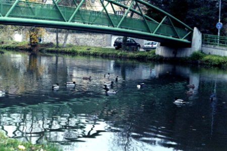 Zorki 4 + Industar-61 L/D - Ducks on Svitava River