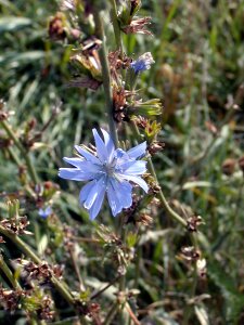 Blue chicory wild flowers