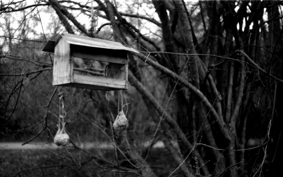 Praktica BC1 - Birds Feeder