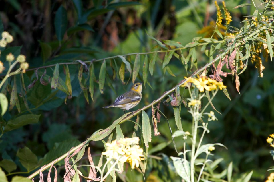 IMG 1941c Cape May Warbler Hse Kankakee IL 9-15-2017