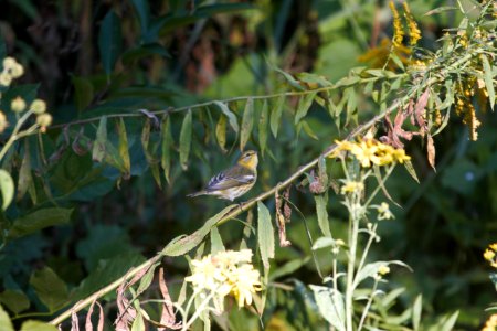 IMG 1941c Cape May Warbler Hse Kankakee IL 9-15-2017 photo