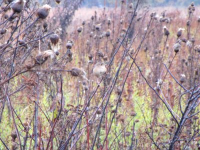 IMG 3323c Sedge Wren Perry Farm Kankakee Co IL 11-02-2016