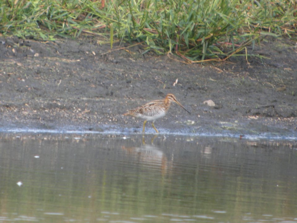 DSCN9107c Wilson's Snipe Willowhaven Area Kankakee Co IL 9-19-2017