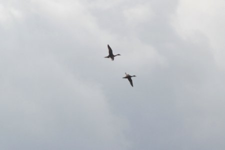 IMG 2290c Cinnamon Colored Northern Pintail H & E Sod Farm Momence IL 9-19-2017