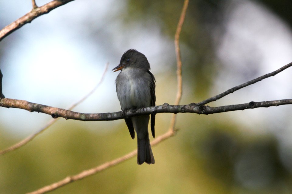 IMG 0157c-Eastern Wood-Pewee Hse Kankakee IL 8-7-2017