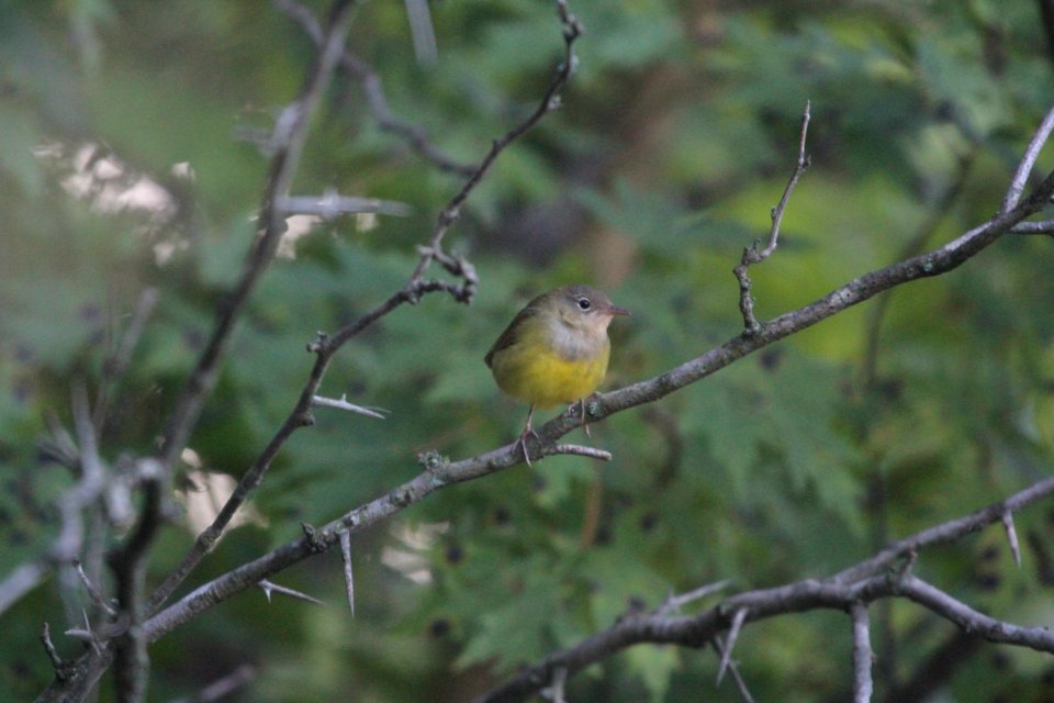 IMG 1136c Connecticut Warbler LeVasseur Park Kankakee-IL 9-6-2017