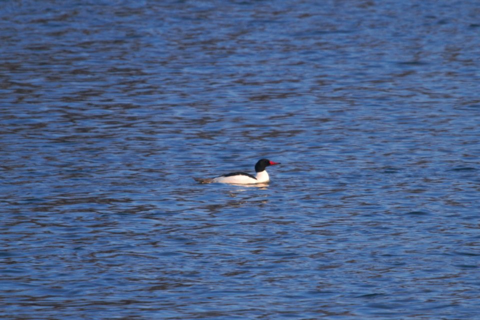 IMG 7937c Common Merganser Dam Kankakee-IL 2-14-2018