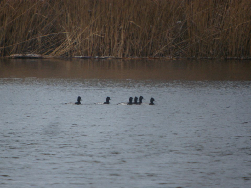 DSCN9346c Lesser Scaup Airport Kankakee IL 12-9-2017