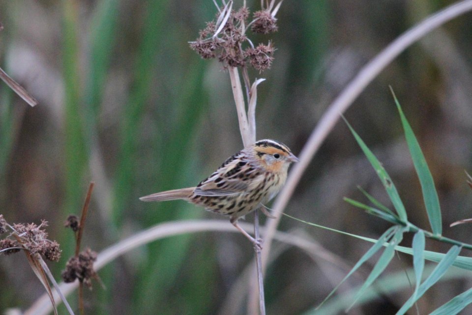 IMG 4175c LeConte's Sparrow TNC Kankakee Sands IN 10-12-2017