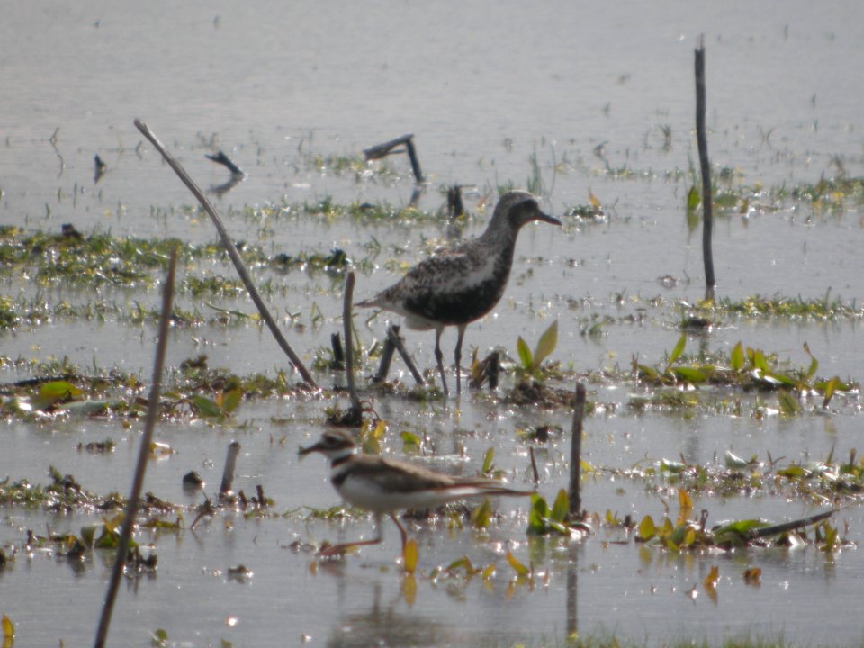 DSCN8983c Black-bellied Plover LaSalle FWA-IN 8-18-2017