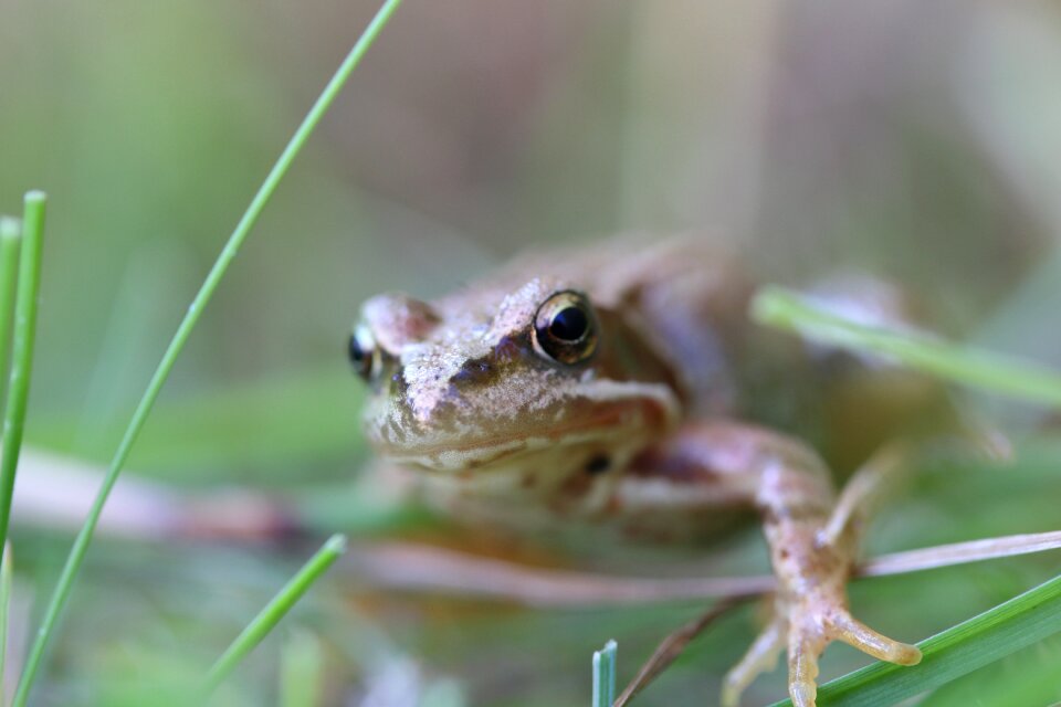 Amphibian wildlife pond