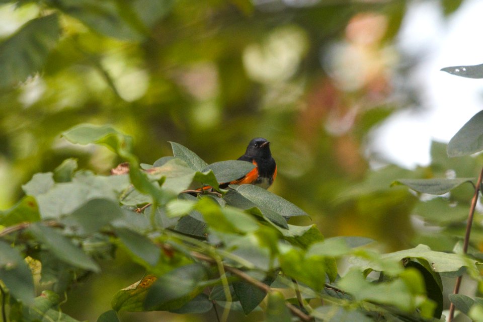 IMG 0306c American Redstart LaSalle FWA-IN 8-18-2017
