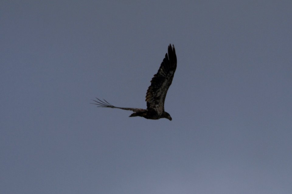 IMG 0329c Bald Eagle LaSalle FWA-IN 8-18-2017