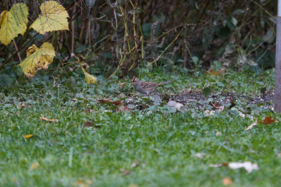IMG 5455c White-crowned Sparrow Hse Kankakee IL 10-26-2017