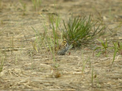 DSCN0244c Savannah Sparrow Willowhaven Area Kankakee Co IL 5-8-2017