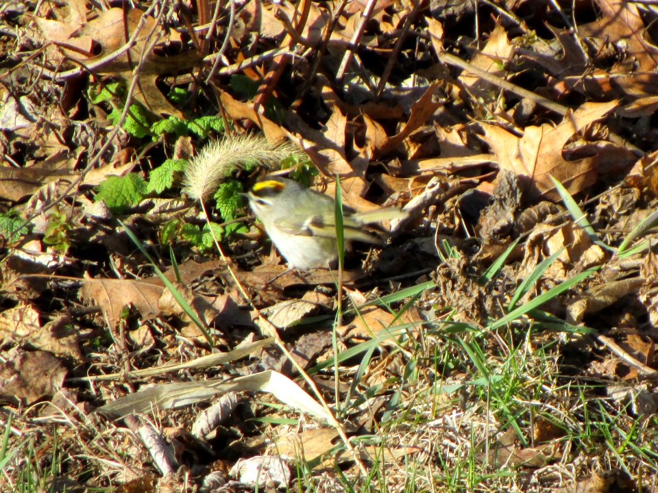 IMG 3658c GC Kinglet Metro-Sewer Kankakee Co IL 4-2-2018