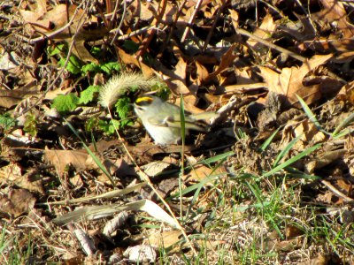IMG 3658c GC Kinglet Metro-Sewer Kankakee Co IL 4-2-2018