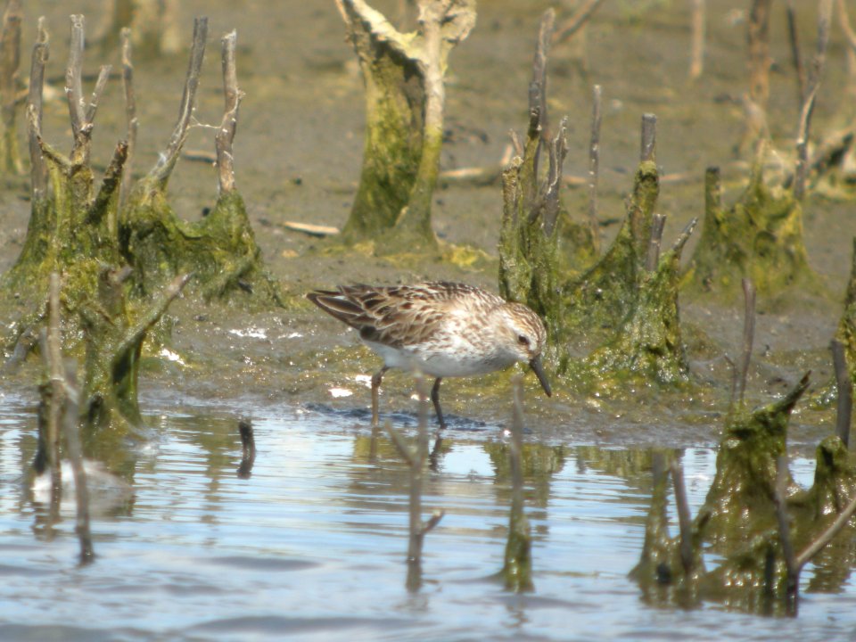 DSCN8309c Semipalmated Sandpiper Willowhaven Area Kankakee Co IL 6-1-2017