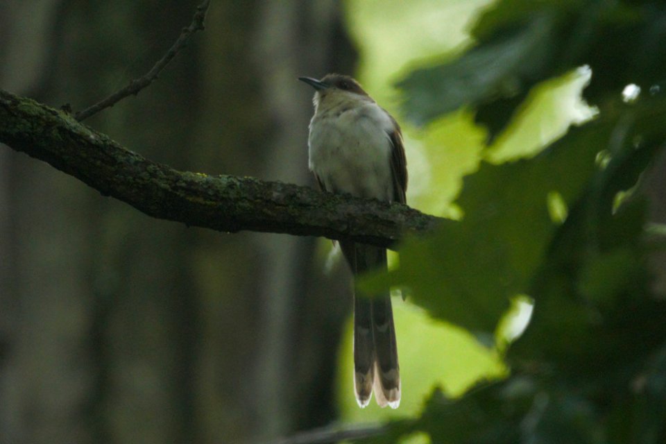 IMG 7217c BB Cuckoo LeVasseur Park Kankakee IL 5-27-2017