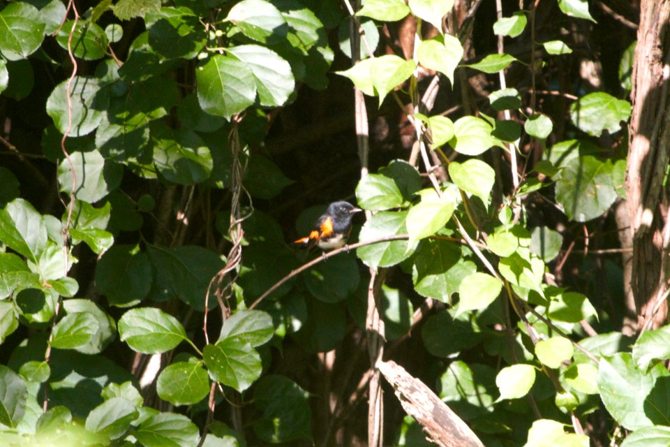 IMG 0584c American Redstart Willow Slough FWA IN 8-24-2017