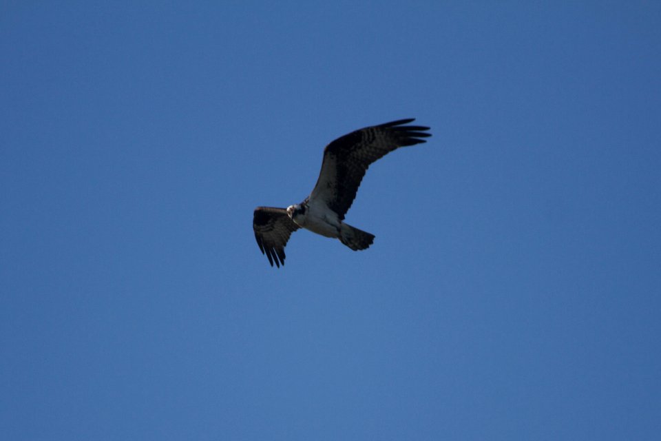 IMG 0619c Osprey Banner Marsh East Peoria Co IL 8-26-2017