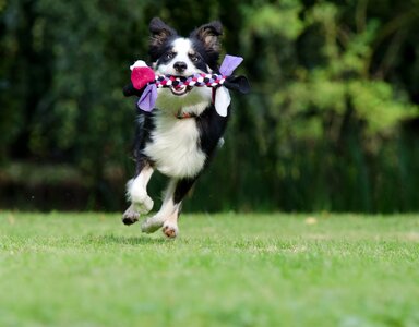 British sheepdog dog play photo