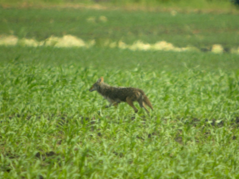 Coyote in Willowhaven Park, Kankakee, IL 