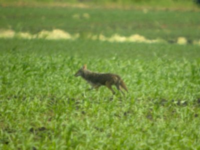 Coyote in Willowhaven Park, Kankakee, IL 