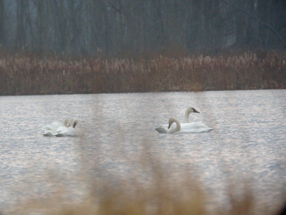 DSCN0110c Trumpeter Swan LaSalle FWA IN 1-8-2019