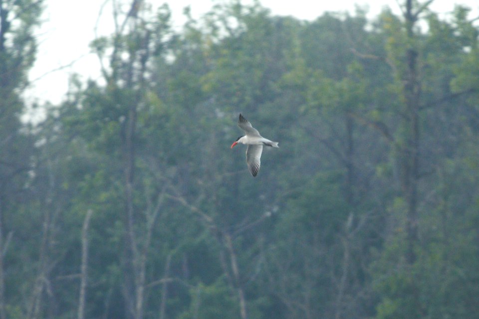 IMG 8071c Caspian Tern LaSalle FWA IN 7-7-2017