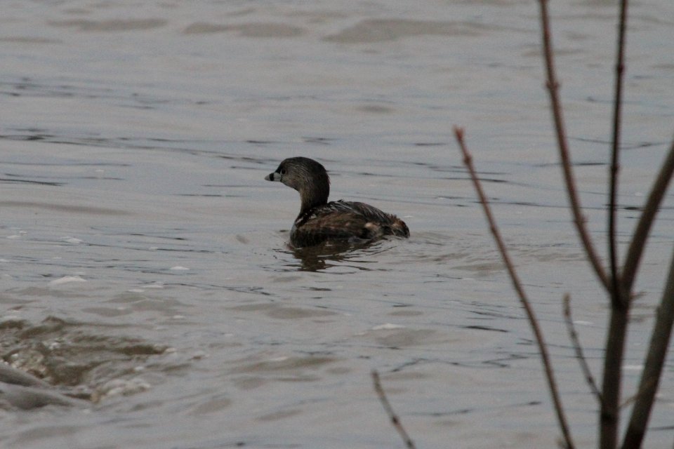 IMG 5591c Pied-billed Grebe Beckman Park Kankakee IL 4-10-2017