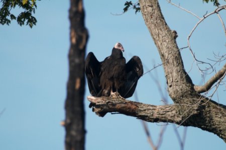 IMG 0954c Turkey Vulture LaSalle FWA IN 9-3-2017