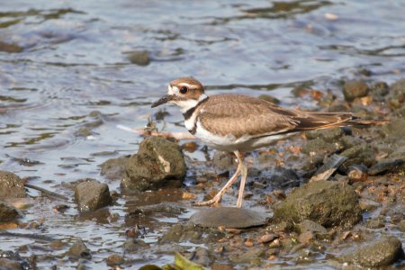 IMG 0421c-Killdeer LeVasseur Park Kankakee IL 8-20-2017