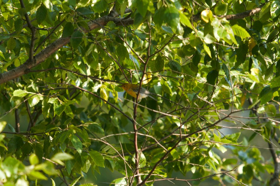 IMG 7967c Prothonotary Warbler LaSalle FWA IN 7-5-2017