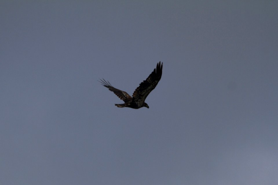 IMG 0328c Bald Eagle LaSalle FWA-IN 8-18-2017