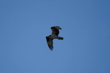 IMG 0620c Osprey Banner Marsh East Peoria Co IL 8-26-2017