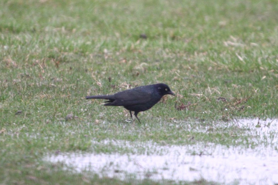Brewer's Blackbird in Willowhaven Park, Kankakee, IL