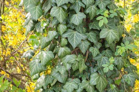 Baumstam climber plant ivy leaf