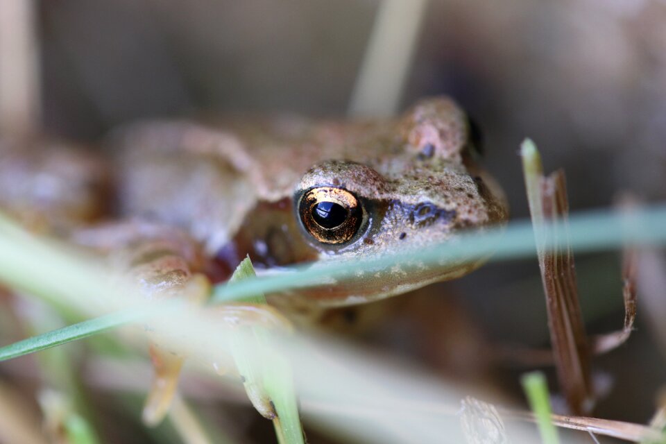 Wildlife wild green