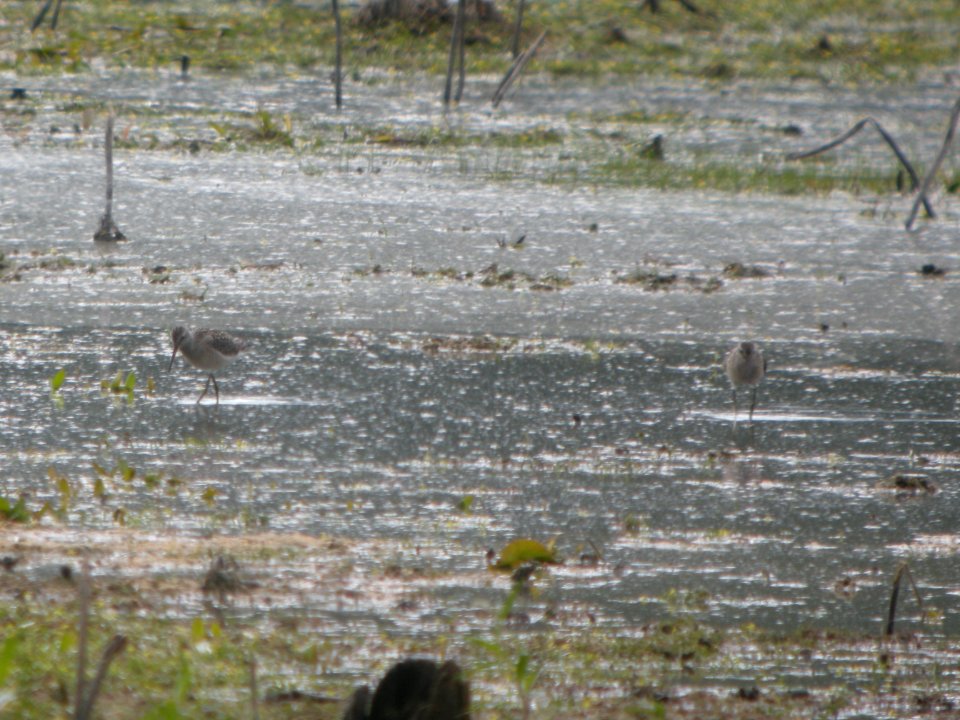DSCN8965c Stilt Sandpiper (juv) LaSalle FWA-IN 8-18-2017