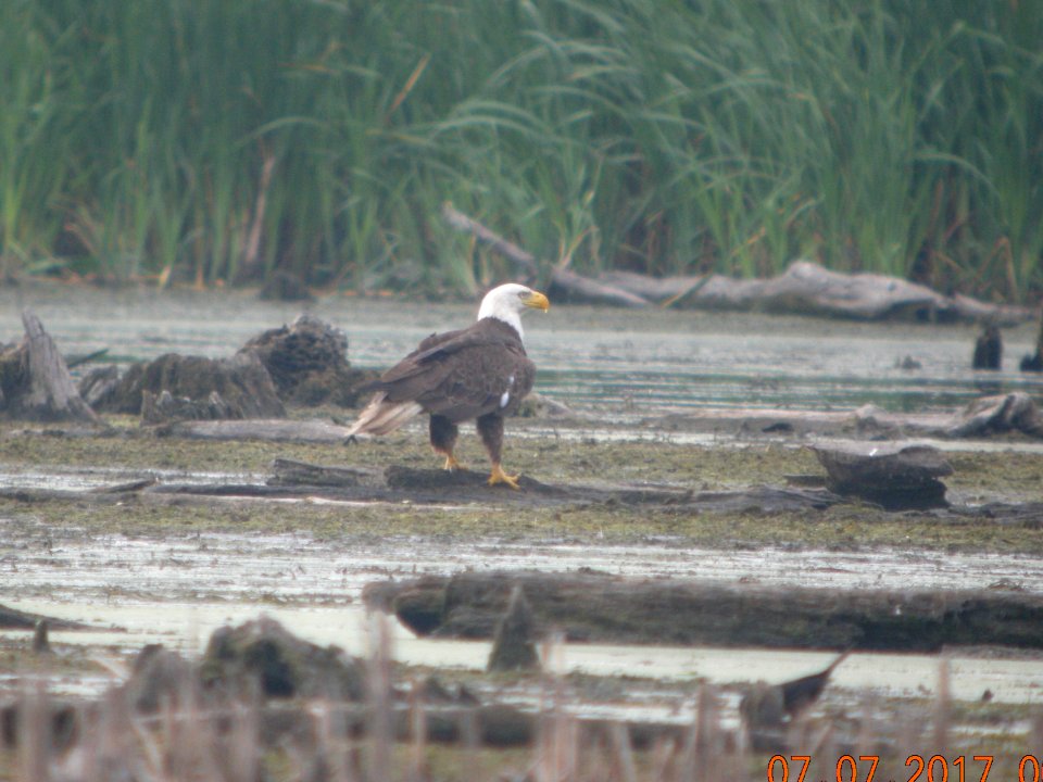 DSCN8657c Bald Eagle LaSalle FWA IN 7-7-2017