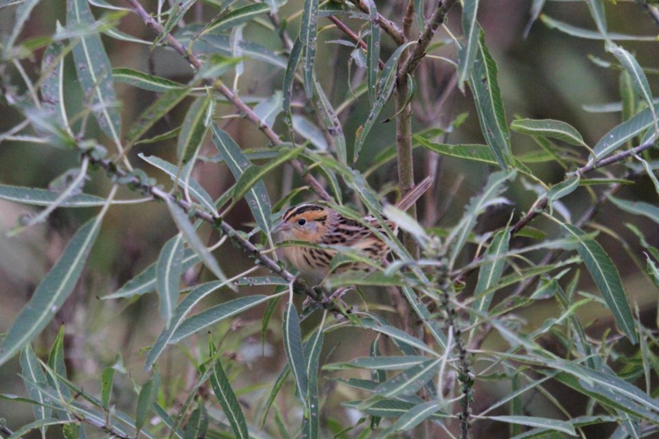 IMG 4221c LeConte's Sparrow TNC Kankakee Sands IN 10-12-2017