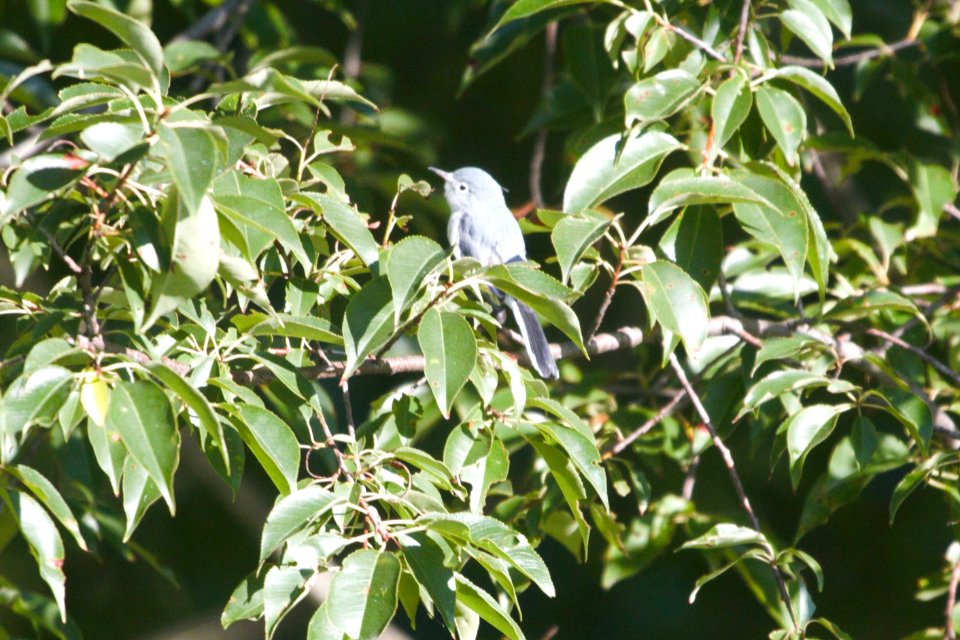 IMG 0493c Blue-Gray Gnatcatcher LeVasseur Park Kankakee IL 8-23-2017