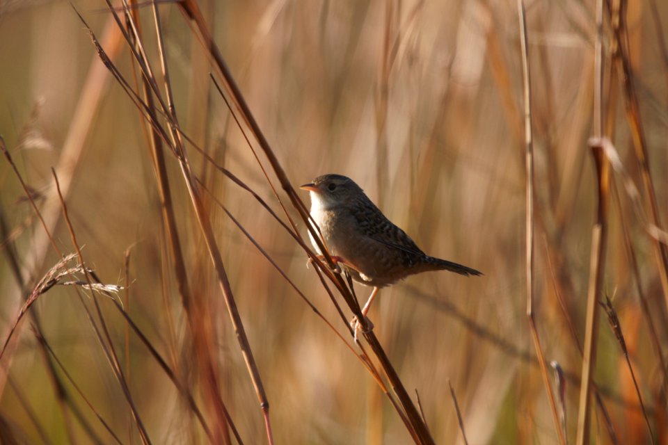 IMG 5332c Sedge Wren Perry Farm Kankakee Co IL 10-26-2017