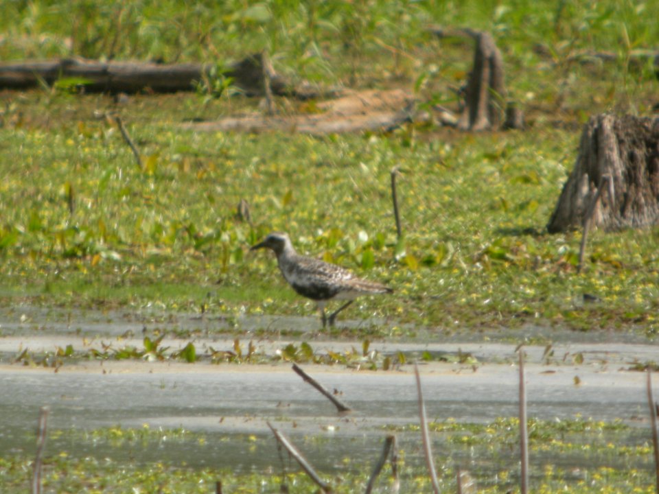 DSCN9042c Black-bellied Plover LaSalle FWA-IN 8-18-2017