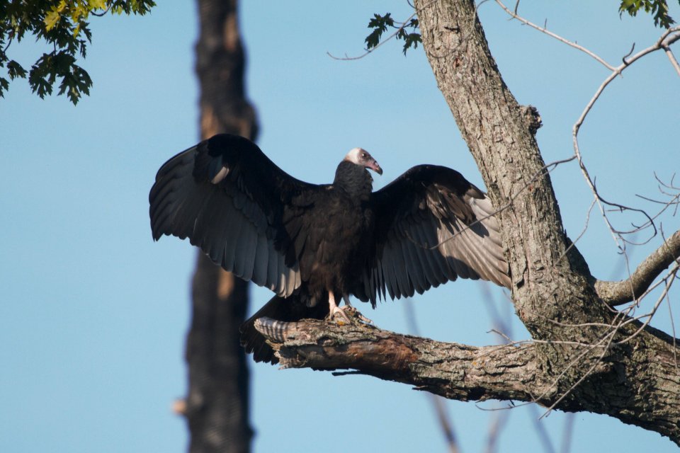 IMG 0955c Turkey Vulture LaSalle FWA IN 9-3-2017