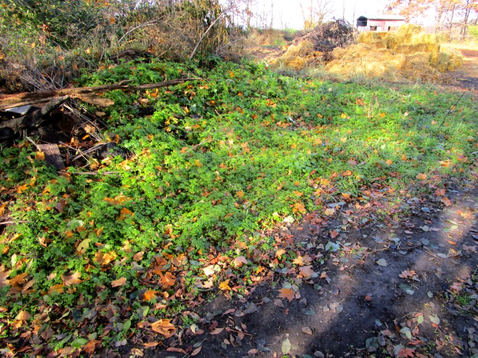 IMG 3376c Cold Weather Vegetation Perry Farm Kankakee Co IL 11-14-2017
